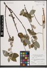 Foto von Salix caprea L.